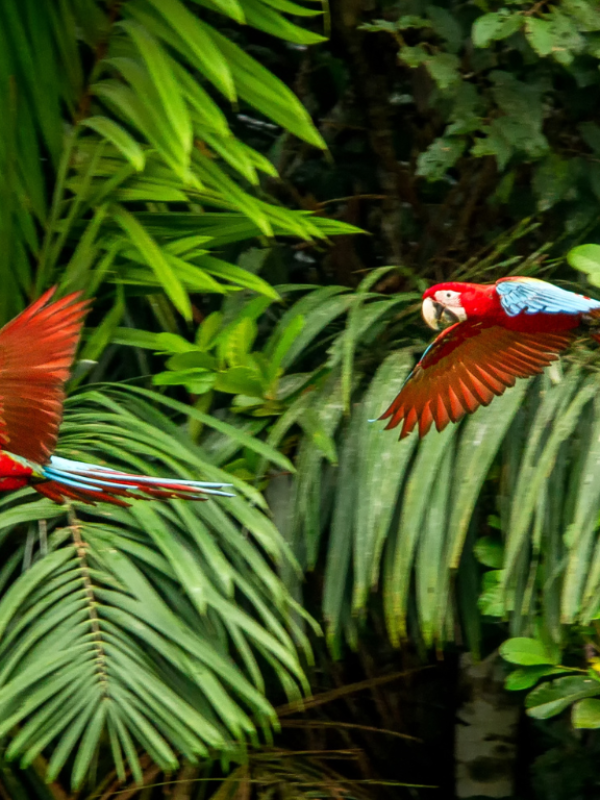 La Guyane : Un Joyau Touristique Entre Nature et Culture
