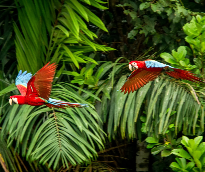 La Guyane : Un Joyau Touristique Entre Nature et Culture